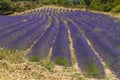 Lavender field near Montbrun les Bains and Sault, Provence, France Royalty Free Stock Photo