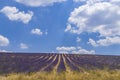 Lavender field near Montbrun les Bains and Sault, Provence, France Royalty Free Stock Photo