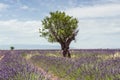 Lavender field near Valensole, france Royalty Free Stock Photo