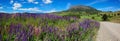 Lavender field next to unpaved road, Coyhaique, Chile Royalty Free Stock Photo