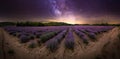 Panorama of Lavender field at sunset in Bulgaria Royalty Free Stock Photo