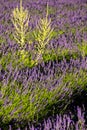 Lavender field nr Sault, the Vaucluse, Provence, France Royalty Free Stock Photo