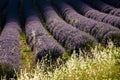 Lavender field nr Sault, the Vaucluse, Provence, France Royalty Free Stock Photo