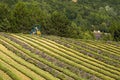 Lavender field nr Sault, the Vaucluse, Provence, France Royalty Free Stock Photo