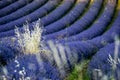 Lavender field nr Sault, the Vaucluse, Provence, France Royalty Free Stock Photo