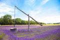 Lavender field field with old wooden decorative well