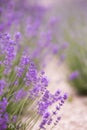 Lavender field over sunser sky. Beautiful image of lavender field closeup. Lavender flower field, image for natural