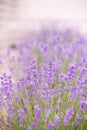 Lavender field over sunser sky. Beautiful image of lavender field closeup. Lavender flower field Royalty Free Stock Photo