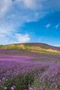 Lavender Field Park Royalty Free Stock Photo