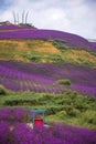 Lavender Field Park Royalty Free Stock Photo