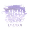 Lavender field pattern on purple stain isolated on white background. Watercolour hand drawn flowers