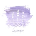Lavender field pattern on purple stain isolated on white background. Watercolour hand drawn flowers