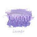 Lavender field pattern on purple stain isolated on white background. Watercolour hand drawn flowers