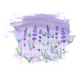 Lavender field pattern on purple stain isolated on white background. Watercolour hand drawn flowers