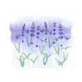 Lavender field pattern on purple stain isolated on white background. Watercolour hand drawn flowers