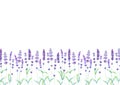 Lavender field pattern on white background. Watercolour hand drawn flowers, leaves, plants