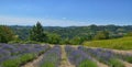 Lavender Field-3