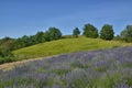 Lavender Field-4