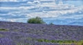 Lavender Field-9