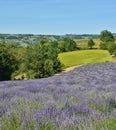 Lavender Field-11