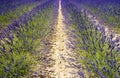 lavender field, Plateau de Valensole, Provence, France Royalty Free Stock Photo