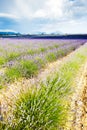 lavender field, Plateau de Valensole, Provence, France Royalty Free Stock Photo