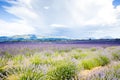 lavender field, Plateau de Valensole, Provence, France Royalty Free Stock Photo