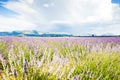 lavender field, Plateau de Valensole, Provence, France Royalty Free Stock Photo