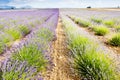 lavender field, Plateau de Valensole, Provence, France Royalty Free Stock Photo