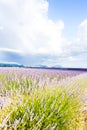 lavender field, Plateau de Valensole, Provence, France Royalty Free Stock Photo