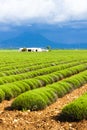 lavender field, Plateau de Valensole, Provence, France Royalty Free Stock Photo