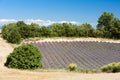 lavender field, Plateau de Valensole, Provence, France Royalty Free Stock Photo