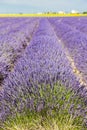 lavender field, Plateau de Valensole, Provence, France Royalty Free Stock Photo