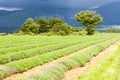 lavender field, Plateau de Valensole, Provence, France Royalty Free Stock Photo