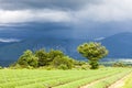 lavender field, Plateau de Valensole, Provence, France Royalty Free Stock Photo