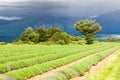 lavender field, Plateau de Valensole, Provence, France Royalty Free Stock Photo