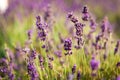 Lavender field in Poland Royalty Free Stock Photo