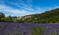 A Lavender field with the provencal village of Aurel in the background. Royalty Free Stock Photo