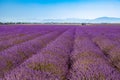 Lavender field in Provence, beautiful landscape in early summer. Morning sunlight, haze peaceful travel landscape Royalty Free Stock Photo