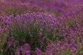 Lavender field in Provence, Blooming Violet fragrant lavender flowers. Growing Lavender swaying on wind over sunset sky Royalty Free Stock Photo