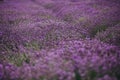 Lavender field in Provence, Blooming Violet fragrant lavender flowers. Growing Lavender swaying on wind over sunset sky Royalty Free Stock Photo