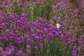 Lavender field in Provence, Blooming Violet fragrant lavender flowers. Growing Lavender swaying on wind over sunset sky Royalty Free Stock Photo