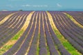 Lavender field, Provence, France Royalty Free Stock Photo