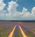 Lavender field, Provence, France Royalty Free Stock Photo