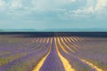 Lavender field, Provence, France Royalty Free Stock Photo