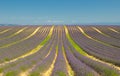 Lavender field, Provence, France Royalty Free Stock Photo