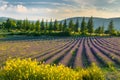 Lavender field, Provence, France Royalty Free Stock Photo