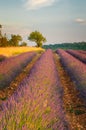 Lavender field, Provence, France Royalty Free Stock Photo