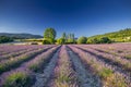 Lavender field in Provence, France Royalty Free Stock Photo