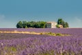 Lavender field, Provence, France Royalty Free Stock Photo